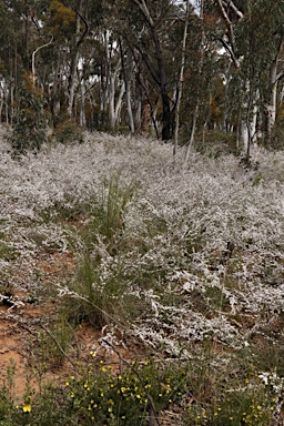 APII jpeg image of Leptospermum multicaule  © contact APII