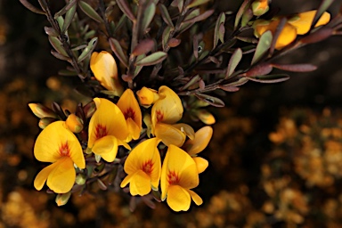 APII jpeg image of Pultenaea altissima  © contact APII