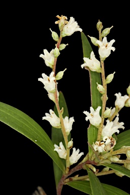 APII jpeg image of Leucopogon affinis var. lanceolatus  © contact APII