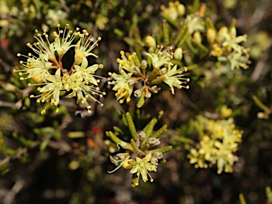 APII jpeg image of Phebalium squamulosum subsp. ozothamnoides  © contact APII