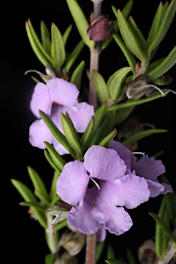 APII jpeg image of Prostanthera linearis  © contact APII