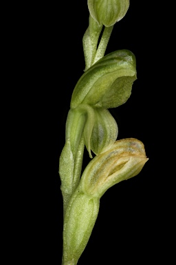 APII jpeg image of Pterostylis bicolor  © contact APII