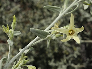 APII jpeg image of Cyphanthera albicans subsp. tomentosa  © contact APII