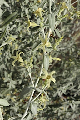 APII jpeg image of Cyphanthera albicans subsp. tomentosa  © contact APII
