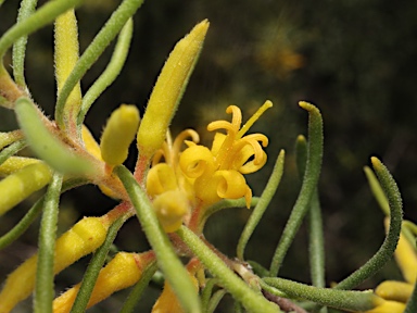 APII jpeg image of Persoonia curvifolia  © contact APII