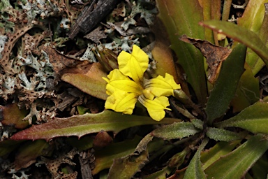 APII jpeg image of Goodenia glabra  © contact APII