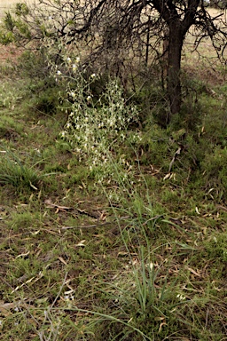 APII jpeg image of Dianella longifolia var. longifolia  © contact APII