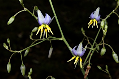 APII jpeg image of Dianella longifolia var. longifolia  © contact APII