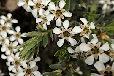 APII jpeg image of Leptospermum grandifolium  © contact APII