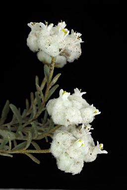 APII jpeg image of Dicrastylis globiflora  © contact APII