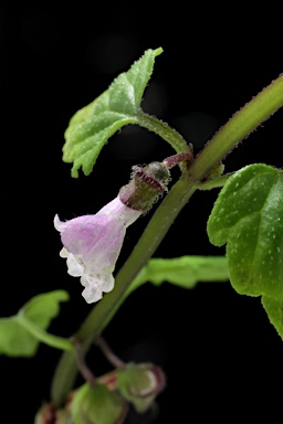 APII jpeg image of Scutellaria mollis  © contact APII