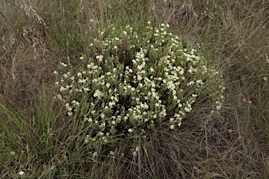 APII jpeg image of Pimelea glauca  © contact APII