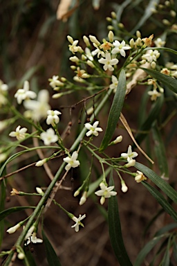APII jpeg image of Jasminum didymum subsp. lineare  © contact APII