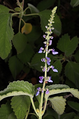 APII jpeg image of Plectranthus diversus  © contact APII