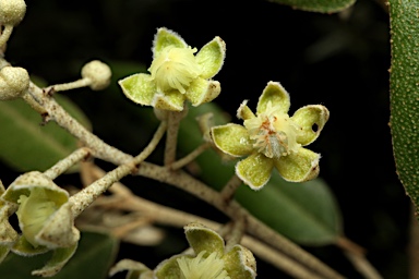 APII jpeg image of Croton phebalioides  © contact APII