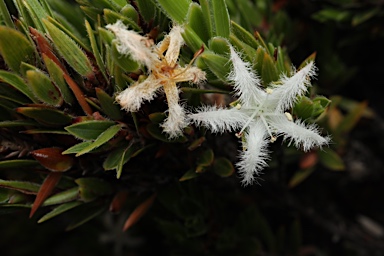 APII jpeg image of Pentachondra involucrata  © contact APII