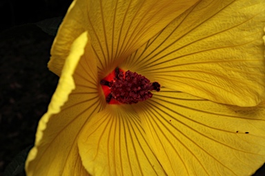 APII jpeg image of Hibiscus divaricatus subsp. luteus  © contact APII