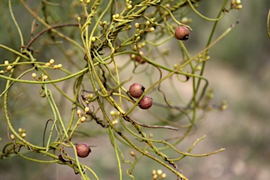 APII jpeg image of Cassytha pubescens  © contact APII