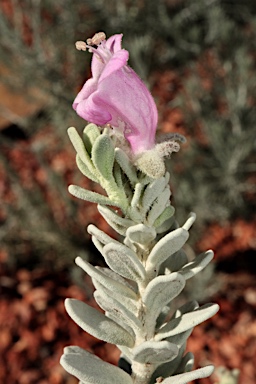 APII jpeg image of Eremophila punicea  © contact APII