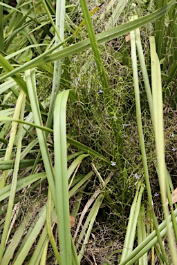 APII jpeg image of Dianella brevipedunculata  © contact APII