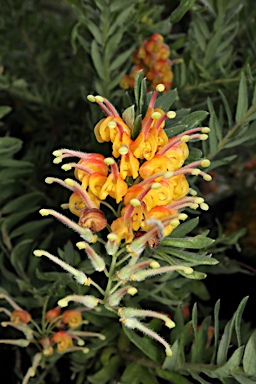 APII jpeg image of Grevillea 'Gold Touch'  © contact APII