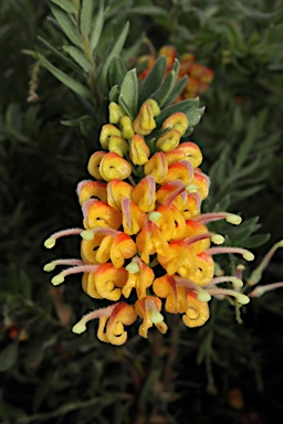 APII jpeg image of Grevillea 'Gold Touch'  © contact APII