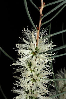 APII jpeg image of Melaleuca teretifolia  © contact APII