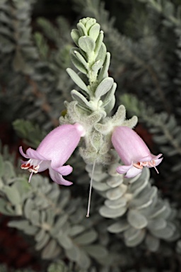 APII jpeg image of Eremophila punicea  © contact APII