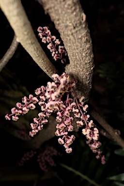 APII jpeg image of Sarcopetalum harveyanum  © contact APII