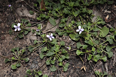 APII jpeg image of Viola silicestris  © contact APII