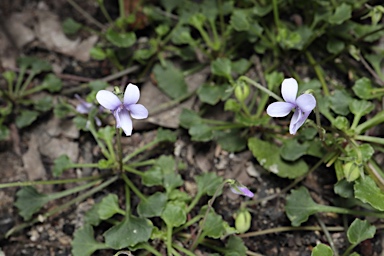 APII jpeg image of Viola silicestris  © contact APII