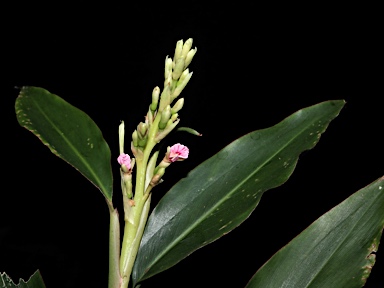 APII jpeg image of Alpinia arundelliana  © contact APII