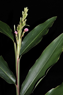 APII jpeg image of Alpinia arundelliana  © contact APII