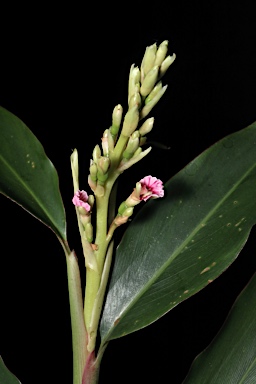 APII jpeg image of Alpinia arundelliana  © contact APII