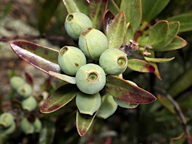 APII jpeg image of Santalum obtusifolium  © contact APII