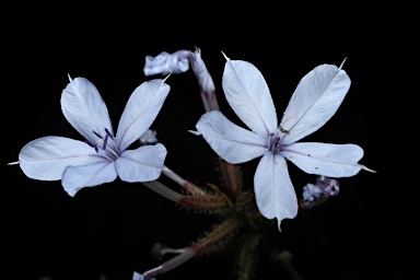 APII jpeg image of Plumbago zeylanica  © contact APII