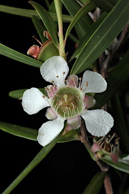 APII jpeg image of Leptospermum petersonii  © contact APII