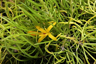 APII jpeg image of Persoonia tenuifolia  © contact APII