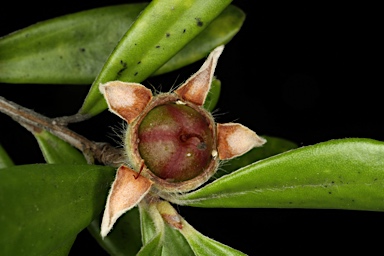 APII jpeg image of Leptospermum deuense  © contact APII