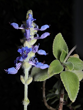 APII jpeg image of Plectranthus  © contact APII