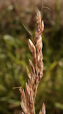 APII jpeg image of Sorghum halepense  © contact APII