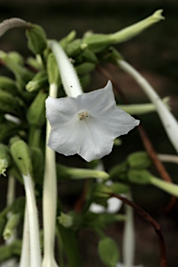 APII jpeg image of Nicotiana sylvestris  © contact APII