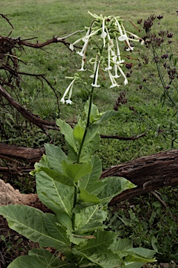 APII jpeg image of Nicotiana sylvestris  © contact APII