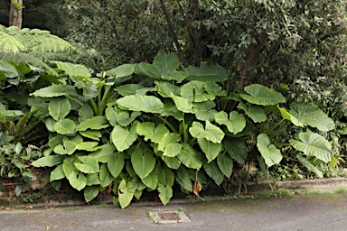 APII jpeg image of Alocasia brisbanensis  © contact APII