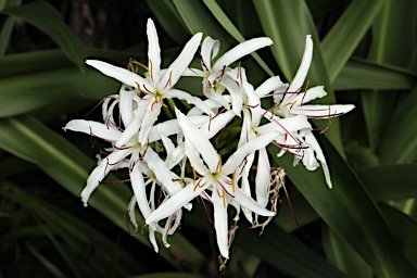 APII jpeg image of Crinum pedunculatum  © contact APII