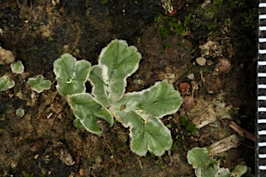 APII jpeg image of Riccia papulosa  © contact APII