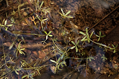 APII jpeg image of Marsilea costulifera  © contact APII