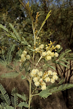 APII jpeg image of Acacia deanei subsp. paucijuga  © contact APII