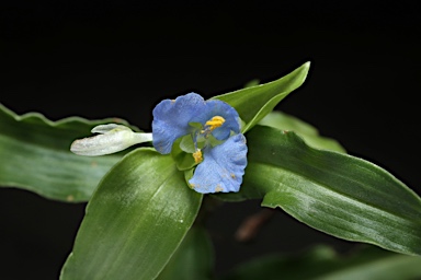 APII jpeg image of Commelina cyanea  © contact APII