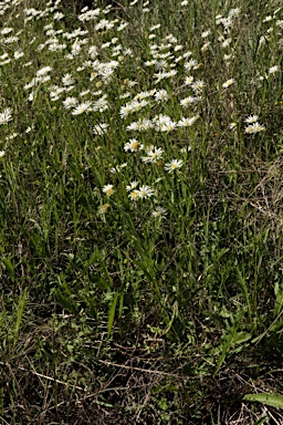 APII jpeg image of Calotis scabiosifolia var. scabiosifolia  © contact APII